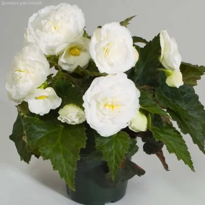 Бегония крупноцветковая Камелия белая 10шт, семена | Купить в интернет  магазине Аэлита