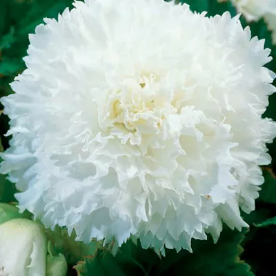 Бегония искусственная белая цветущая в чёрном кашпо D30 H25 см - Купить в  интернет магазине КонвентАрт