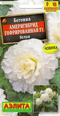 Бегония махровая белая в интернет-магазине bufl.ru