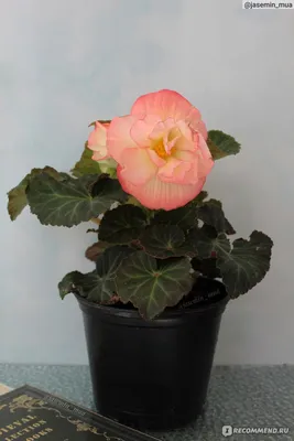 Бегония королевская (Begonia rex) - PictureThis