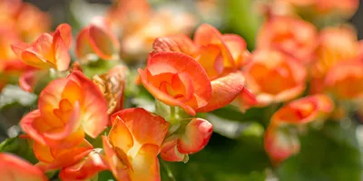 Бегония элатиор, коралловая - Botanic Craft | Цветы и растения в Хабаровске