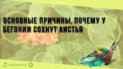 8 болезней комнатных растений, которые легко спутать друг с другом | ivd.ru