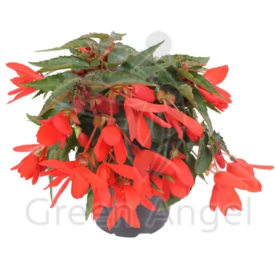 Бегония декоративно-лиственная (Begonia spp.) | Зелёный подоконник | Дзен