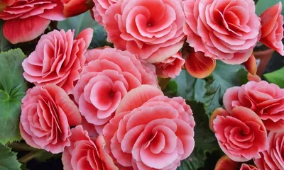 Бегония элатиор Бориас ⌀12 купить в Москве с доставкой | Магазин растений  Bloom Story (Блум Стори)