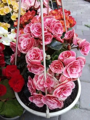 Купить оптом Begonia Du Borias (Бегония Ду Бориас) В12