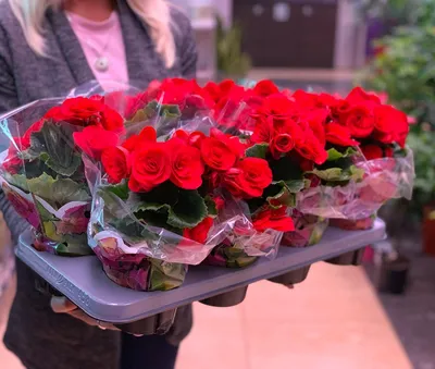 Бегония домашняя розовая D:12CM H:30CM купить в Москве с доставкой
