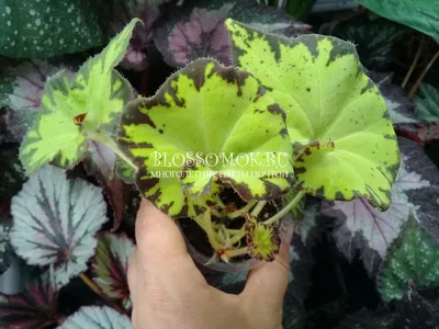 Бегония воротничковая (Begonia manicata)