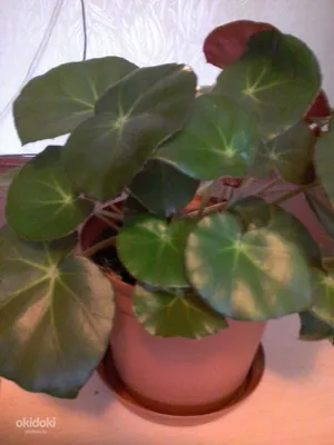 Бегония королевская (Begonia rex) — описание, выращивание, фото | на  LePlants.ru