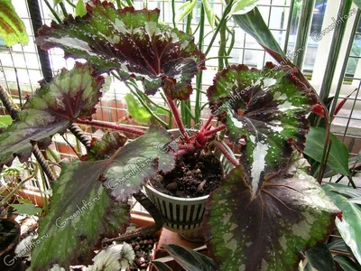 Бегония (Begonia)