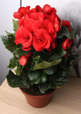 Бегония элатиор красная Баладин ⌀14 купить в Москве с доставкой | Магазин  растений Bloom Story (Блум Стори)