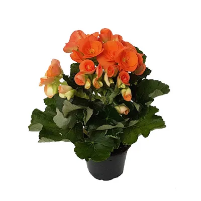 Комнатное растение \"Бегония элатиор Кристина h20\" купить по низкой цене в  интернет-магазине kashpo.store