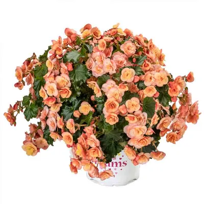 Binos Soft Pink® - Straathof Young Plants