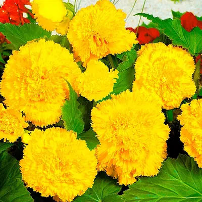 Купите Бегония фимбриата желтая (Fimbriata Yellow) 🌹 из питомника Долина  роз с доставкой!