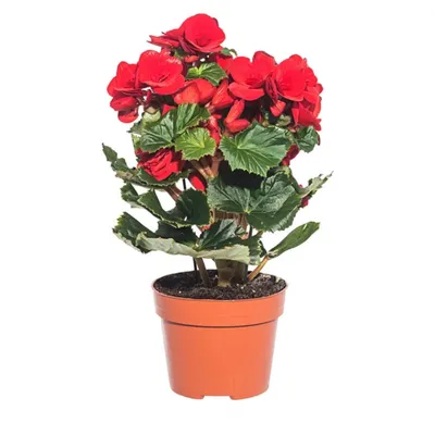Бегония клубневая АмериГибрид Раффлд Лососевая Begonia tuberosa AmeriHybrid  Ruffled Salmon - купить семена цветов с доставкой по Украине в магазине  Добродар