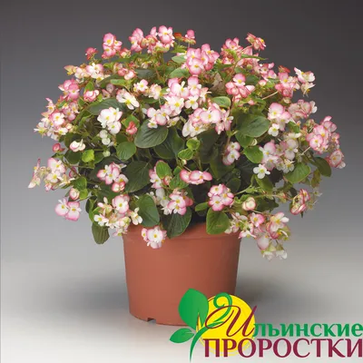Бегония купить по цене 1550 рублей в Хабаровске — интернет магазин Shop  Flower.