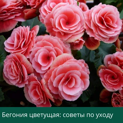 Бегония оранжевая в горшке | доставка по Москве и области