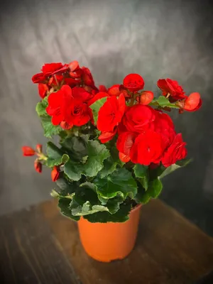 Бегония клубневая ампельная 'Illumination' смесь окрасок - BEGONIA tuberosa  'Illumination Mix' - купить рассаду цветов СПб