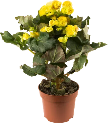 Бегония клубневая Гоу Гоу Смесь Begonia tuberosa Gо Gо Mix - купить семена  цветов с доставкой по Украине в магазине Добродар