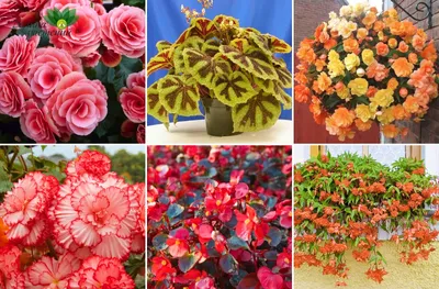 Бегония (Begonia) в горшке 14 см купить в Барановичах, закажи, а мы  доставим.