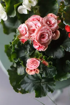 Бегония (Begonia) 40 см - купить в Минске с доставкой, цена и фото в  интернет-магазине Cvetok.by