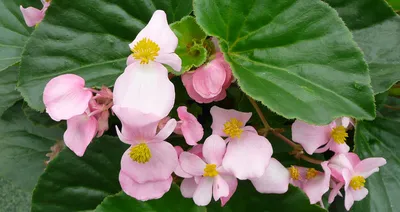 Купить семена Benary: Бегонию вечноцветущую Begonia semperflorens Super  Olympia® в Минске, Беларуси