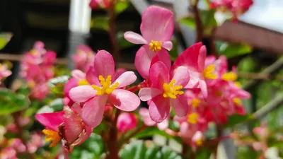 Бегония вечноцветущая Бада Бум Розовая Begonia semperflorens Bada Boom Pink  - купить семена цветов с доставкой по Украине в магазине Добродар