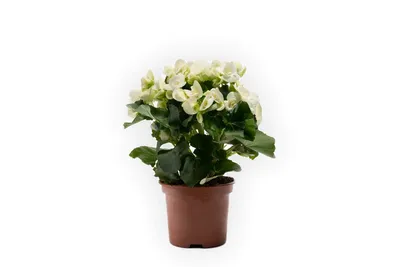 Комнатное растение \"Бегония королевская Бетула\" купить по низкой цене в  интернет-магазине kashpo.store