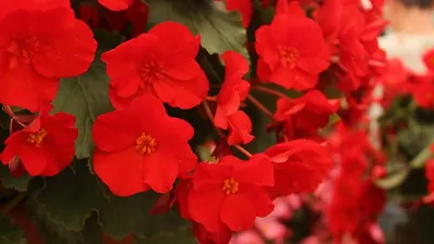 Бегония (вечно цветущая) Красная Махровая Бронзовый лист – Цветочная  мастерская Анны Пирматовой