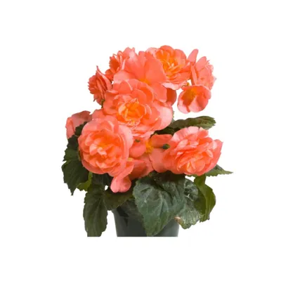 Бегония махровая розовая в интернет-магазине bufl.ru