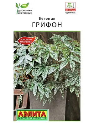 Ац/бегония Грифон О, h40см, декоративно-лиственная *3шт Н/З23 — цена в LETTO