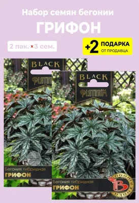 Бегонии, Бегония For Home And Family Грифон2 - купить по выгодным ценам в  интернет-магазине OZON (824824976)