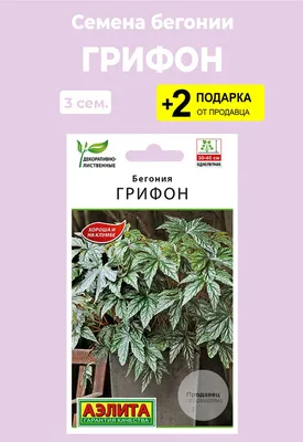 Бегония, Бегонии комнатные For Home And Family Грифон1 - купить по выгодным  ценам в интернет-магазине OZON (741517866)