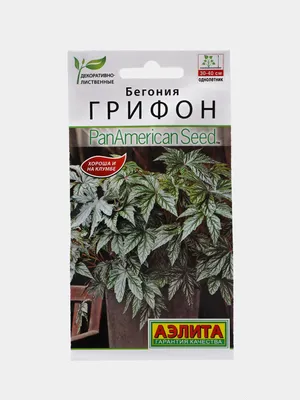Бегония гибридная Грифон (Gryphon), выращенная в контейнере | Цветочная  Шкатулка | Дзен