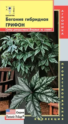 Бегония Грифон 3шт (семена, цветы) купить по цене 200 ₽ в интернет-магазине  KazanExpress