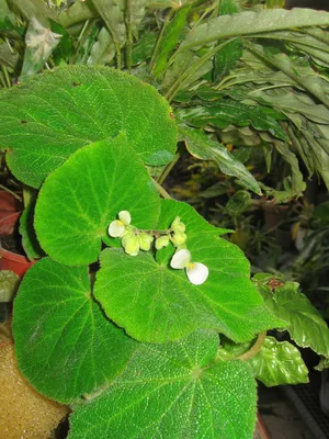 Коллекции растений ЦСБС СО РАН - Begonia imperialis Lem. var. smaragdina  Lem. – Бегония императорская