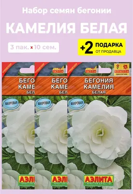 🌱 Бегония Клубневая Camelia по цене от 345 руб: луковицы - купить в Москве  с доставкой - интернет-магазин Все Сорта