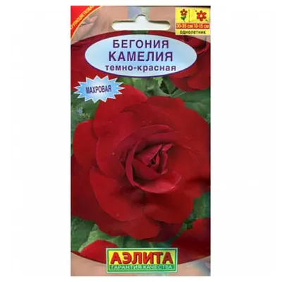 Бегония гибридная Camelia (Камелия) купить выгодно Сады-Эдема.рф – интернет  магазин растений для сада