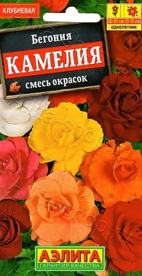 Семена цветов Бегония крупноцветковая \"Камелия\", темно-красная, 10 штук  купить по цене 80 ₽ в интернет-магазине KazanExpress