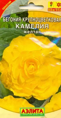 Бегония камелия белая