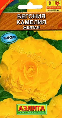 Бегония Камелия смесь: купить в каталоге «Совместные покупки с Натальей  Кузьминой.» | ВКонтакте