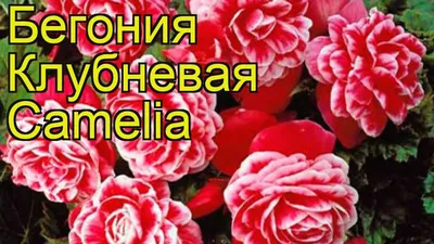 Семена Аэлита бегония Камелия смесь окрасок - «Самые плохие семена  крупноцветковой бегонии с соцветиями в виде камелий. » | отзывы