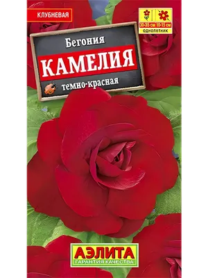 Бегония клубневая (Camelia). Краткий обзор, описание характеристик, где  купить луковицы - YouTube