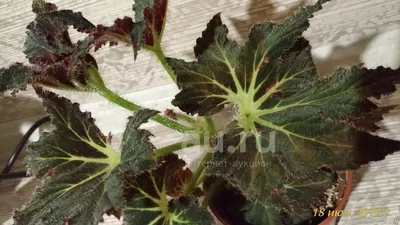Бегония Бауэра 'Клеопатра' (Begonia boweri 'Cleopatra') — описание,  выращивание, фото | на LePlants.ru