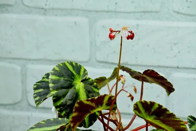Коллекции растений ЦСБС СО РАН - Begonia aconitifolia A.DC – Бегония  аконитолистная