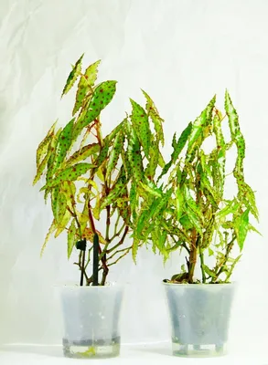 Монолог о бегонии. Бегония Клеопатры (Begonia cleopatrae) |  Masteritayaplants | Дзен