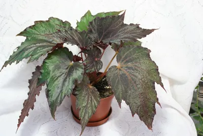 Коллекции растений ЦСБС СО РАН - Begonia strigillosa A.Dietr. – Бегония  щетинковая