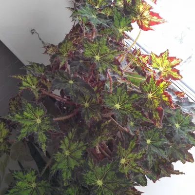 Бегония Клеопатра (Begonia bowerae 'Kleopatra') — купить в Красноярске.  Горшечные растения и комнатные цветы на интернет-аукционе Au.ru