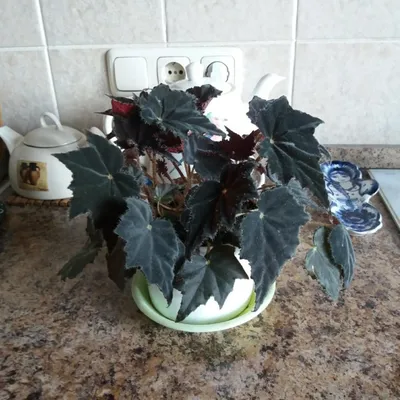 Монолог о бегонии. Бегония Клеопатры (Begonia cleopatrae) |  Masteritayaplants | Дзен