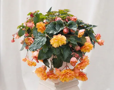 Бегония клубневая (ID#76179716), цена: 5 руб., купить на Deal.by