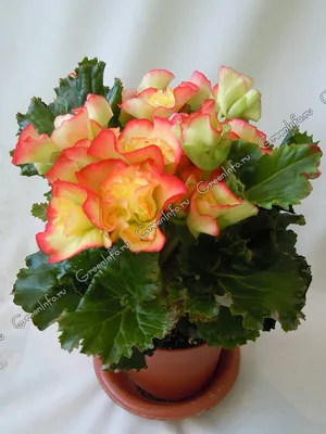 Бегония клубневая махровая (Begonia tuberhybrida)